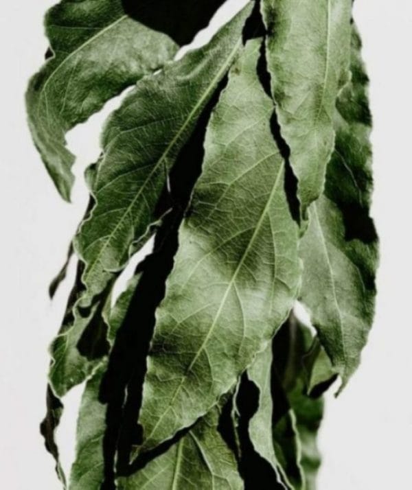 laurel1-7-600x714